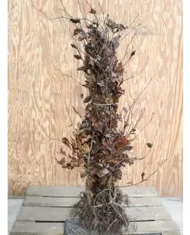 Rotbuche für Hecke